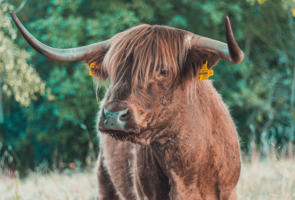 US technology stocks: New bull market or bear market bounce